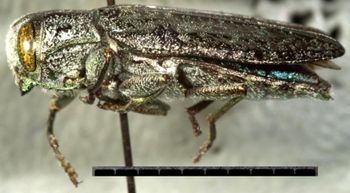 Media type: image;   Entomology 35038 Aspect: habitus lateral view